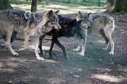 Parc Forestia