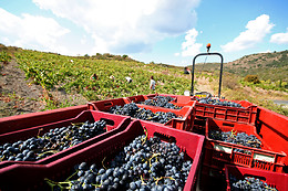 Le domaine Grand Guilhem