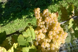 Maine des Moreaux