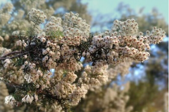 JARDIN BOTANICO DE SOLLER - photo 4