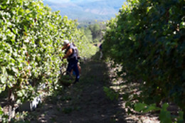 QUINTA DE SANTA CRISTINA