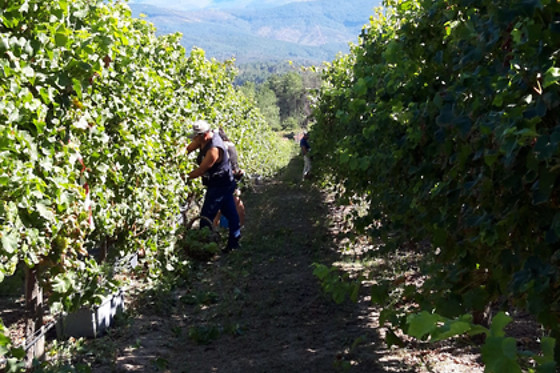 QUINTA DE SANTA CRISTINA - photo 4