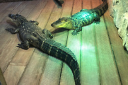 Mike's Reptipark