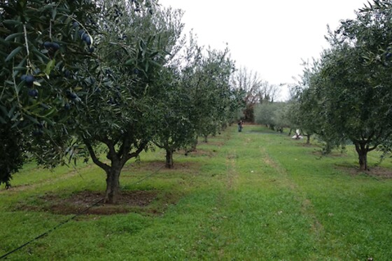 Quinta do Tapado - photo 7
