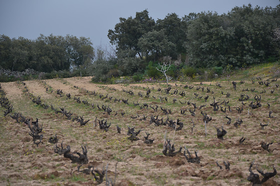 BODEGA AUMESQUET GARRIDO - photo 0