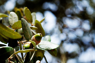 Visita à Herdade de Coelheiros (Arraiolos)