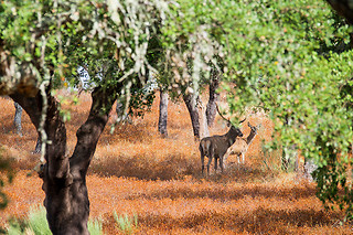 Visita à Herdade de Coelheiros (Arraiolos)