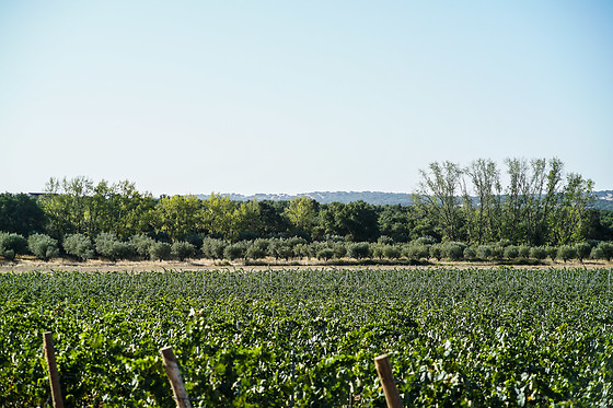 HERDADE DE COELHEIROS - photo 2