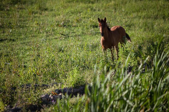 HERDADE DO MOINHO NOVO - photo 12