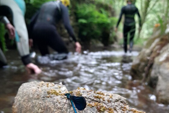 Caminhada aquática pelo Rio Gresso para 3 no Desafios - Desporto e Aventura em Sever do Vouga (Aveiro)