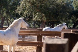 Estadia familiar com acesso à Coudelaria da Herdade das Onzenas de Cima - Santarém